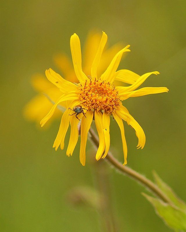 Арника горная Арника и Кузькаphoto preview