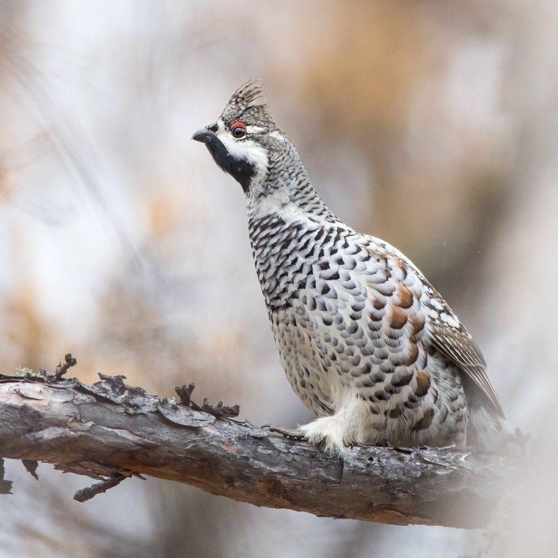 Рябчикphoto preview