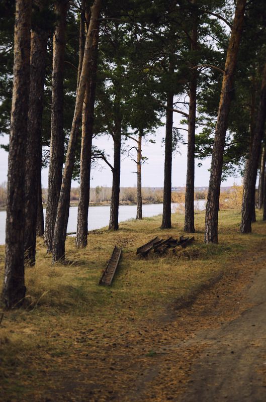 лес, деревья, бор, белка Шишкин лесphoto preview