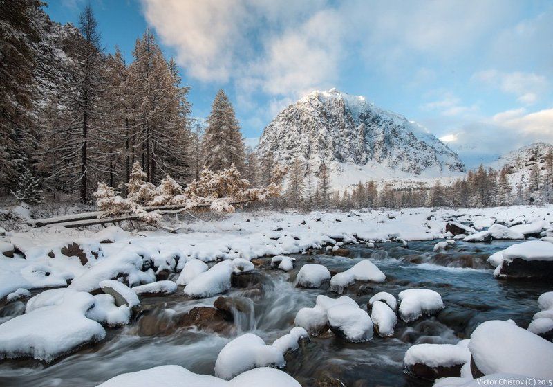 Желтые лиственницы, снег. То, что искалиphoto preview