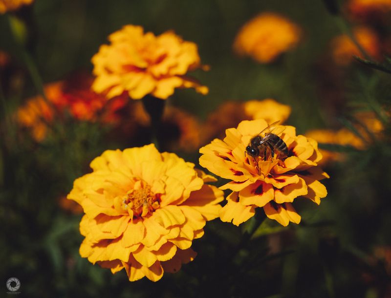 Осінні медозбориphoto preview