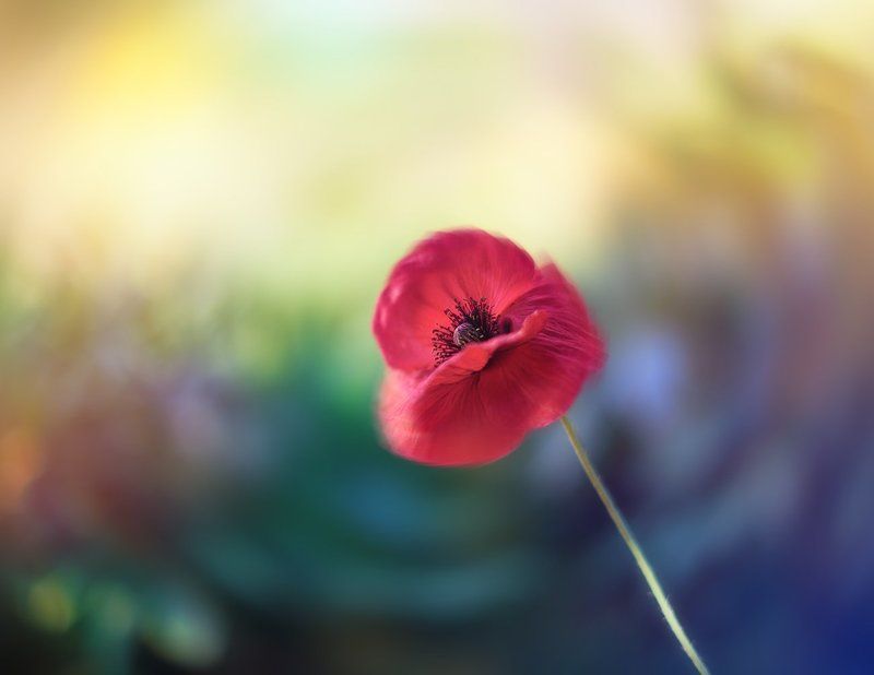 Solar blurphoto preview