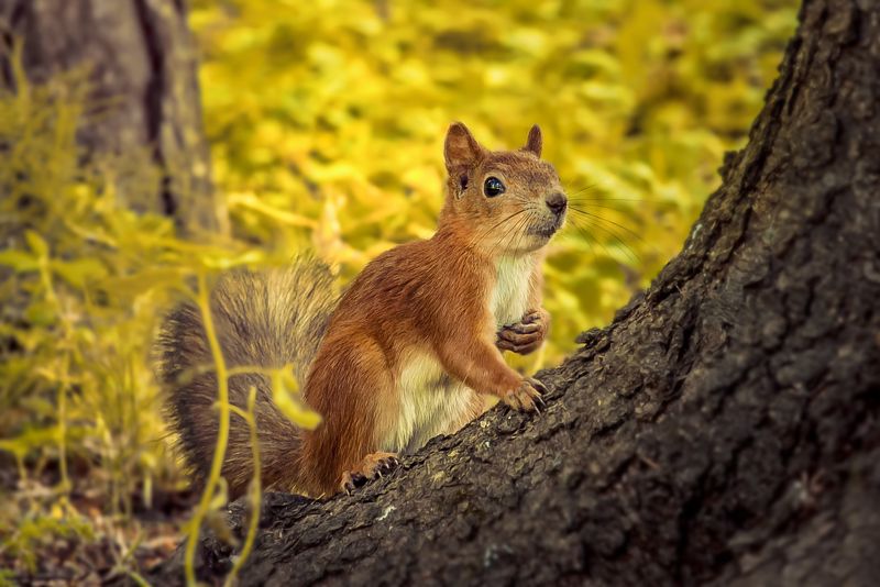 Осенний фотосет фото превью