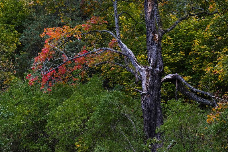 Старый кленphoto preview
