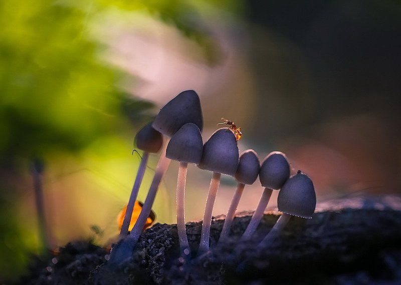 По горным вершинамphoto preview