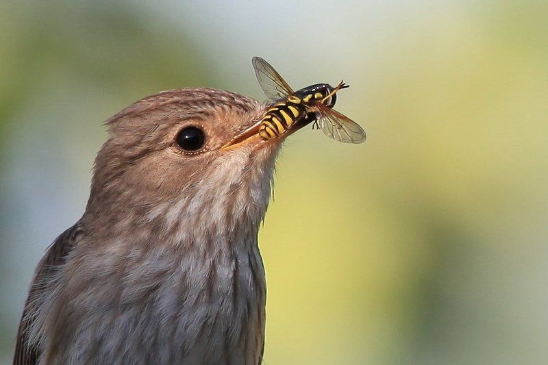 журчалка, серая мухоловка Портрет мухоловки с трофеемphoto preview