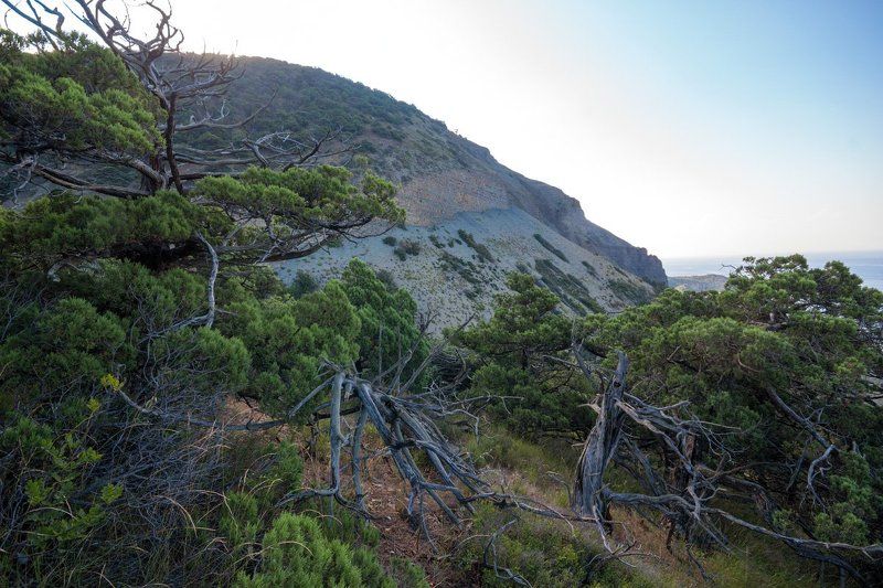 Большой Утриш, Можжевельник, Утро, Черное море Утро на Утришеphoto preview