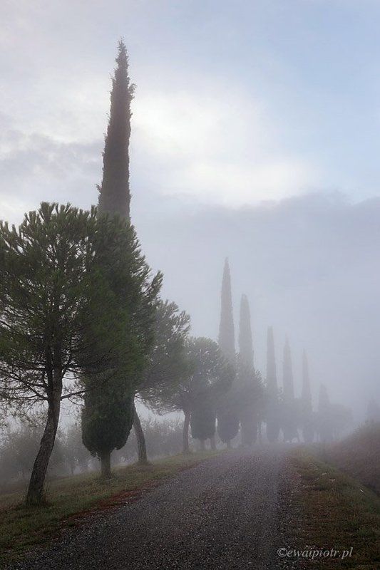 Tuscany Cypress in the fogphoto preview