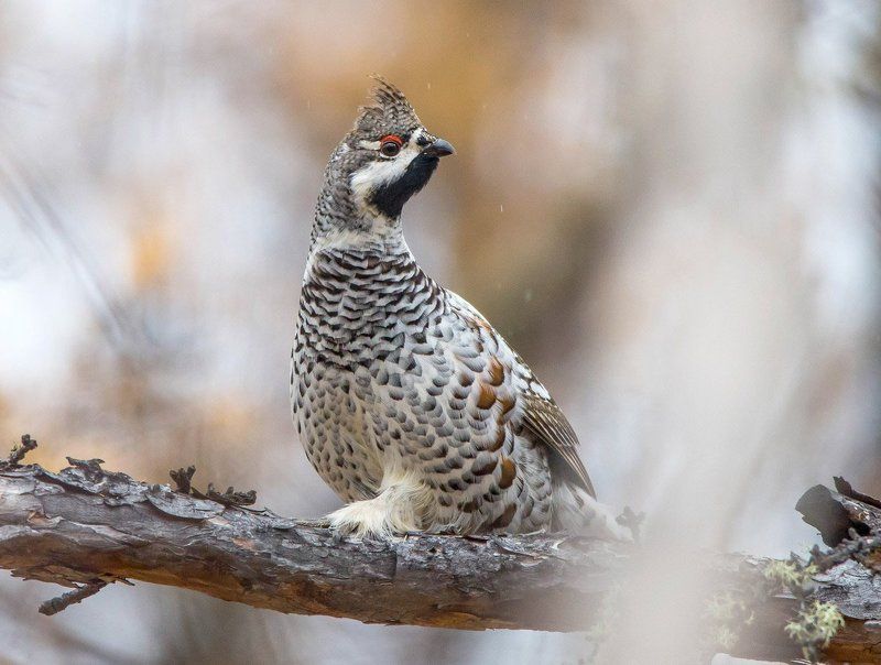 Рябчик и снегphoto preview