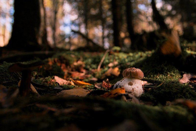 макро, осень В сентябре фото превью