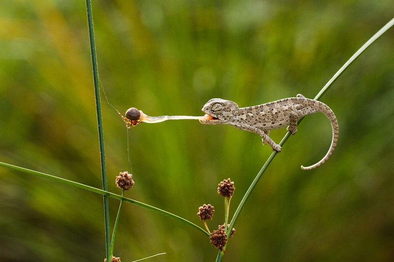 canon,nature,animals,spider,hunter,chameleon mini dinosaurphoto preview
