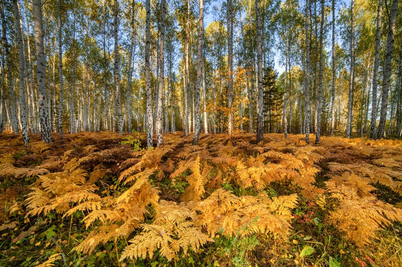 Золотые коврыphoto preview