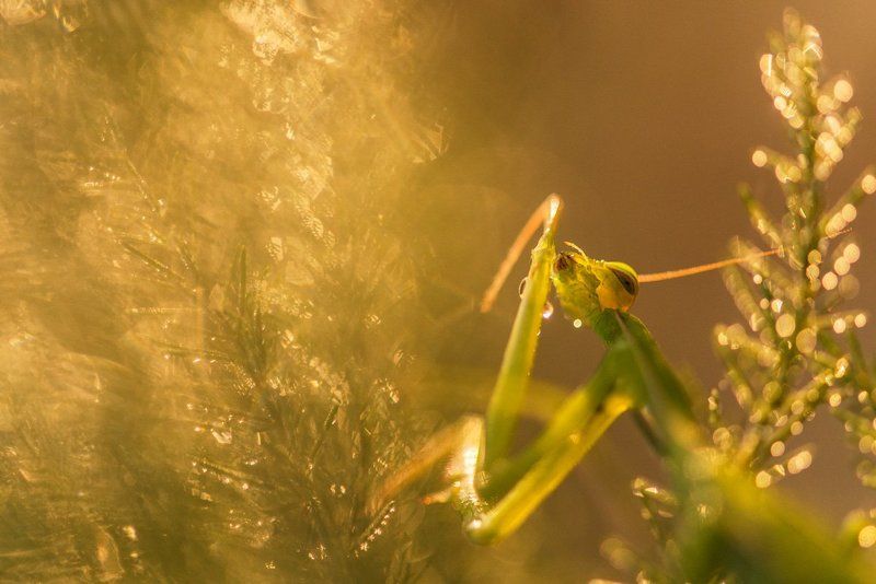 Утренняя гигиенаphoto preview