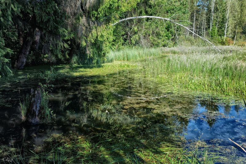 Джунгли Подмосковьяphoto preview