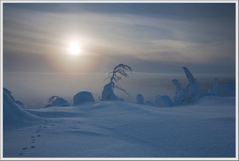 Карелия. Зайчики зимы.photo preview