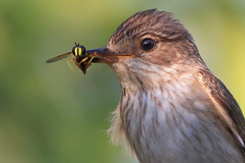 Портрет мухоловки с трофеем №2photo preview