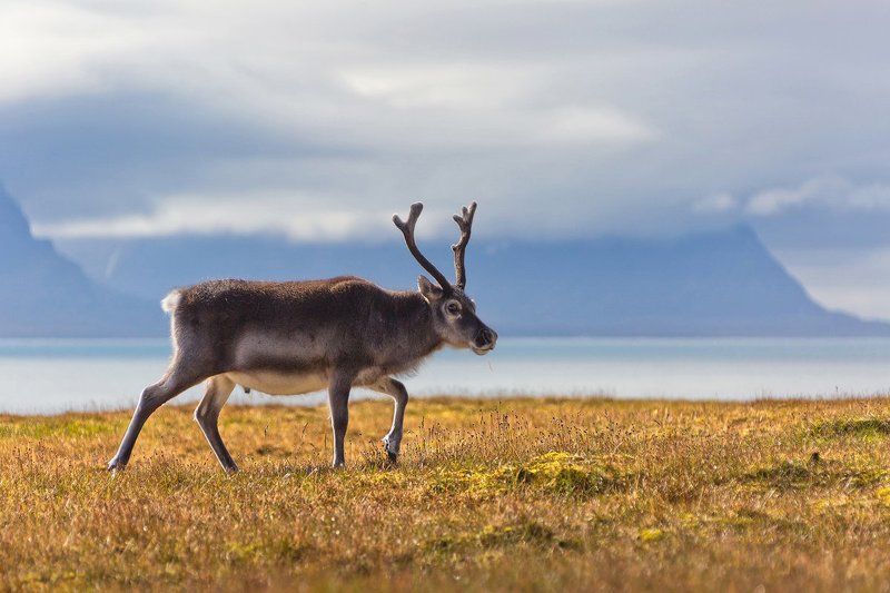 шпицберген, олень, север Северный оленьphoto preview