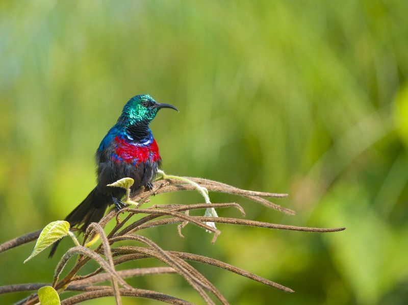 Cinnyris erythrocercus, Nectariniidae, Red-chested Sunbird, Дикая природа, Дикие животные, Красногрудая нектарница, Птицы, Уганда Цыганочкаphoto preview