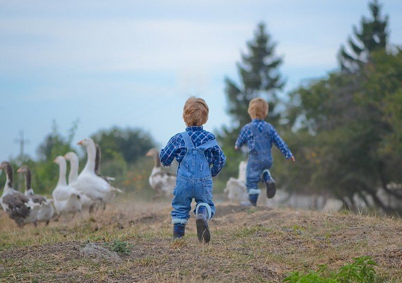 Близнецы, Гуси, Дети, Корова, Ферма, Фермеры Чип и Дейл спешат на помощьphoto preview