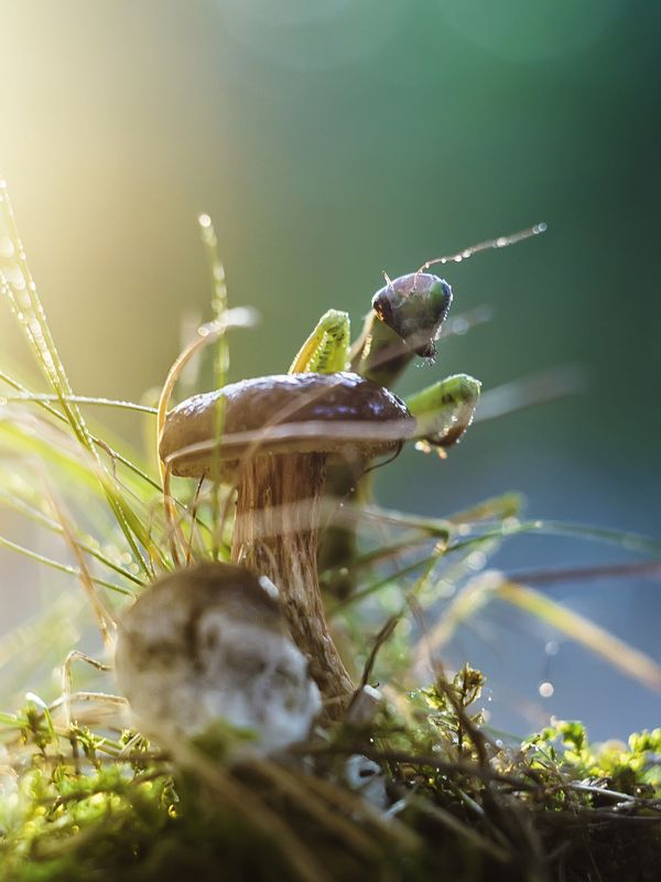 Пришелецphoto preview