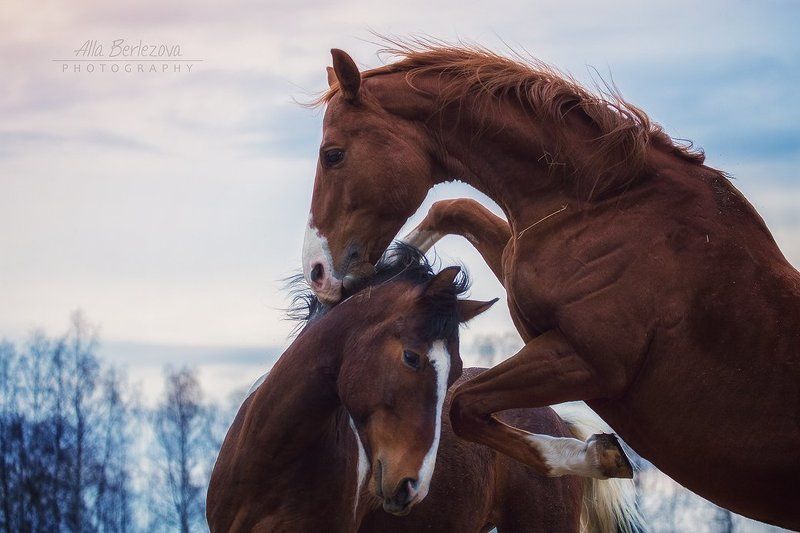 лошади, жеребцы, кони, лошадь, зима, игры, холод, мороз, лес, сила, движение, солнце, рыжий Мужская дружбаphoto preview