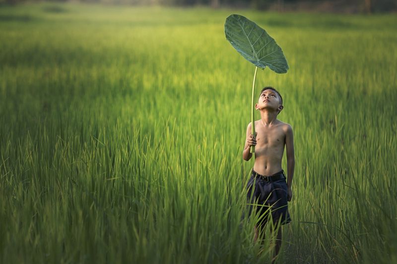 child; outdoor; thailand; burma; agriculture; green; white; travel; boy; field; grass; farm; people; poor; traditional; asia; countryside; portrait; smile; thai; poverty; lifestyle; girl; person; beauty; rural; kid; rice; labor; beautiful; background; nat Look !!photo preview