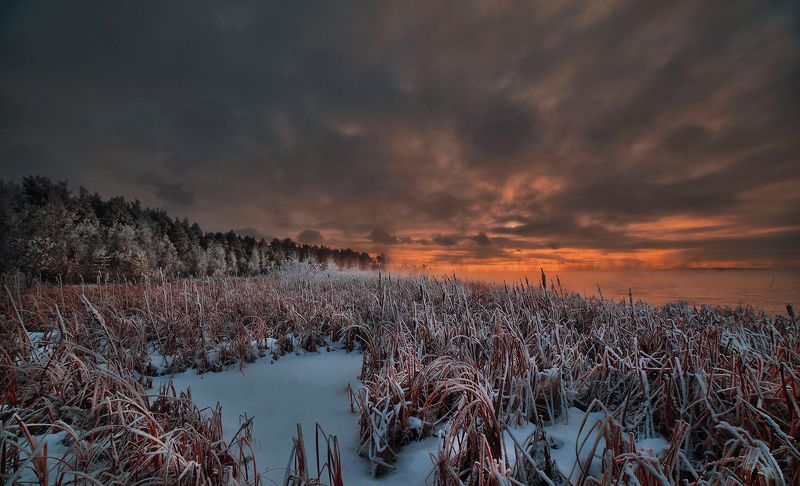 камышиphoto preview