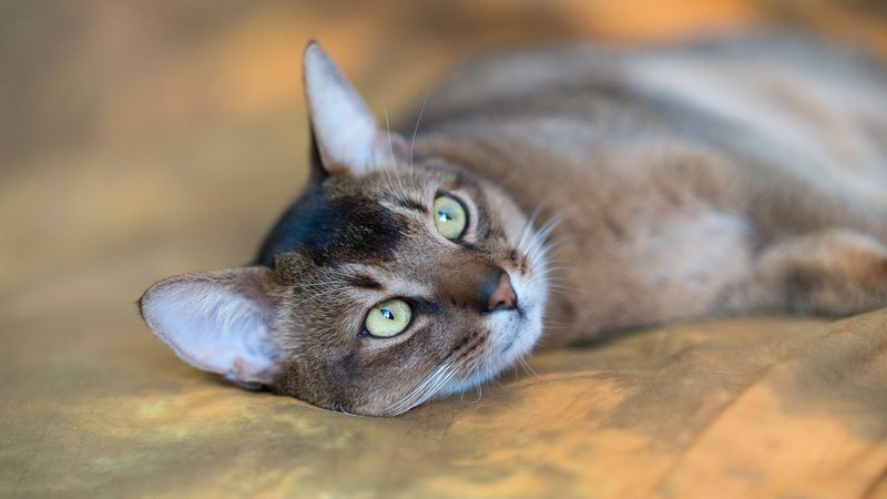 Лицо 35PHOTOphoto preview