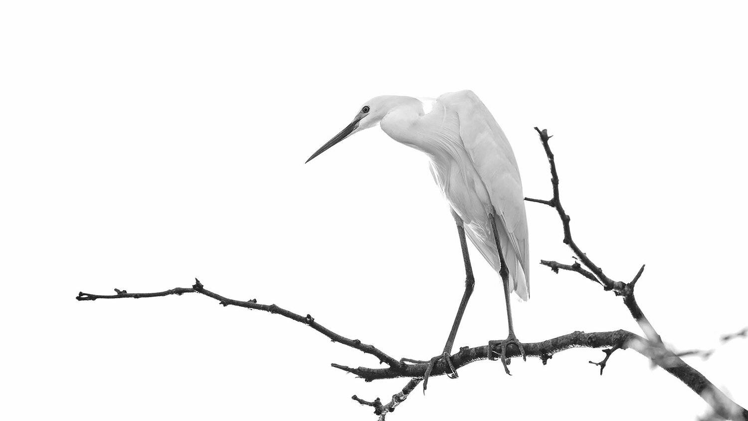 цапля, белая цапля, птицы, природа, birds, nature, черно-белое, Александр Иванов