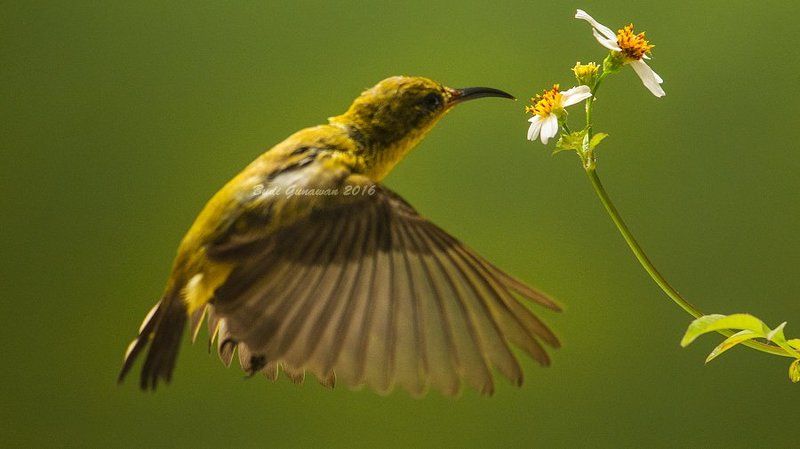 Olive-backed sunbird, bird, hovering, flower feeding timephoto preview