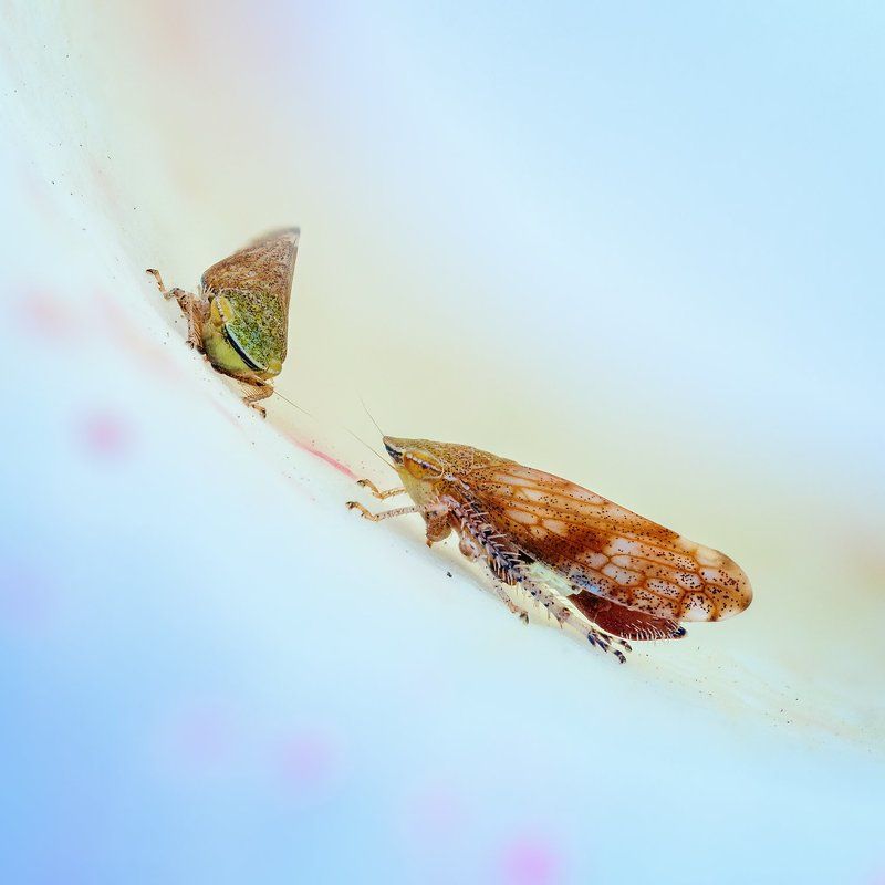 Две подружкиphoto preview