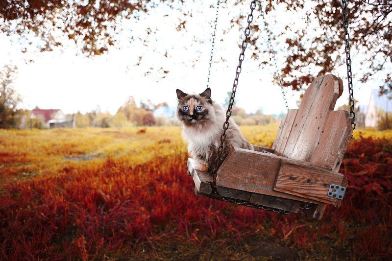 красная осень фото превью