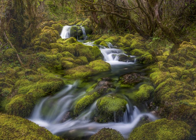 Green  feeling...photo preview