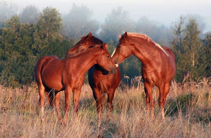 лошади *****photo preview