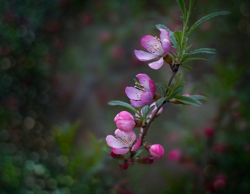 Весна, Флора, Цветение Просто была весна...photo preview