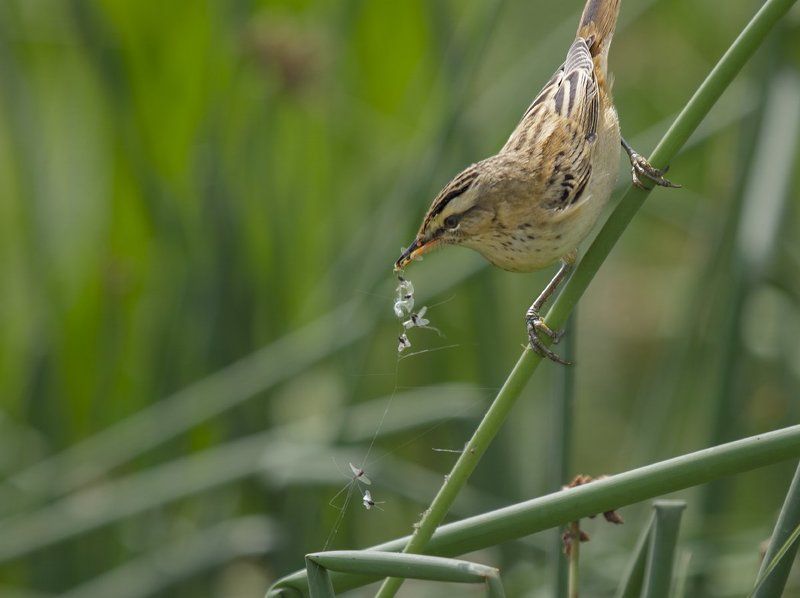 Acrocephalidae, Дикая природа россии, Дикие животные, Камышевка-барсучок, Птицы, Фотоохота В третий раз закинул он невод....photo preview