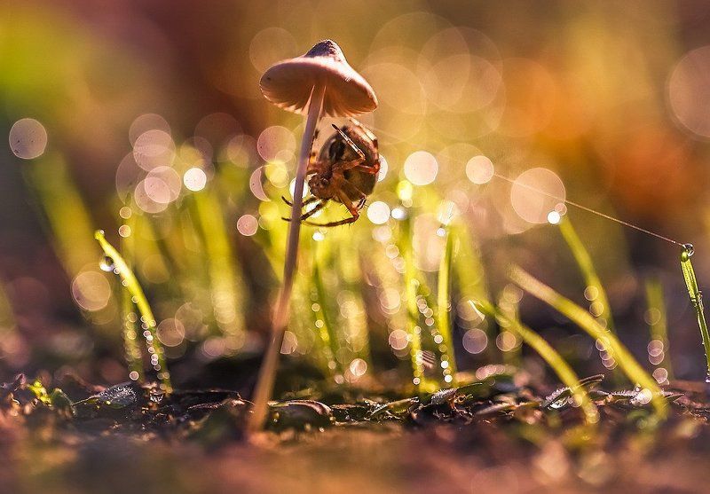 Электрикphoto preview