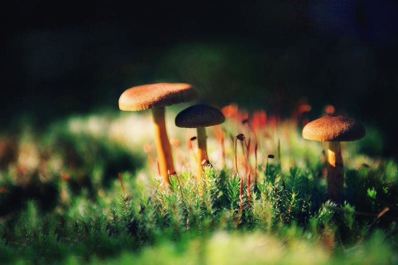 Лесноеphoto preview