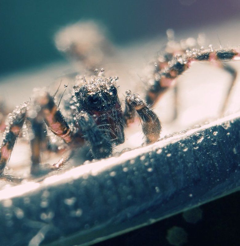 макро,мокро,капли,паук,природа,монета ///00\\\\\\photo preview