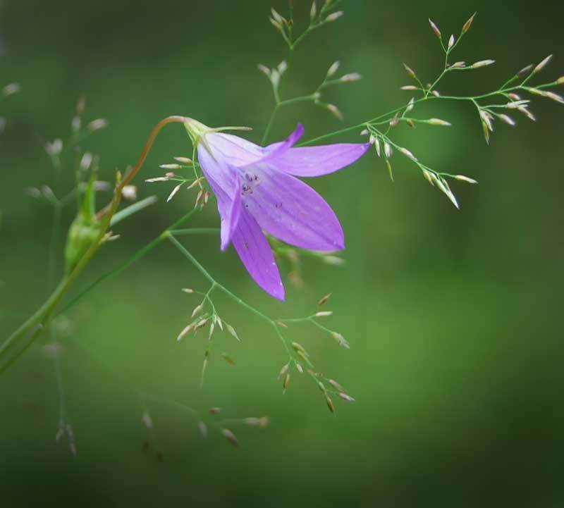 природа, цветы, лето ***photo preview