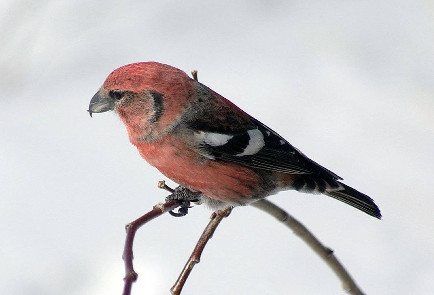 Клёст белокрылый 2. Автор: Солодухин Виктор клёст, Солодухин Виктор