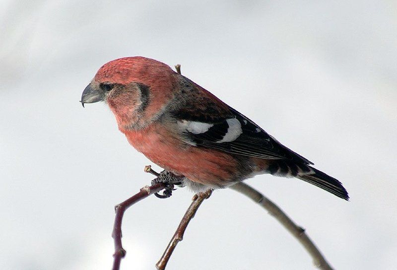 клёст Клёст белокрылый 2photo preview