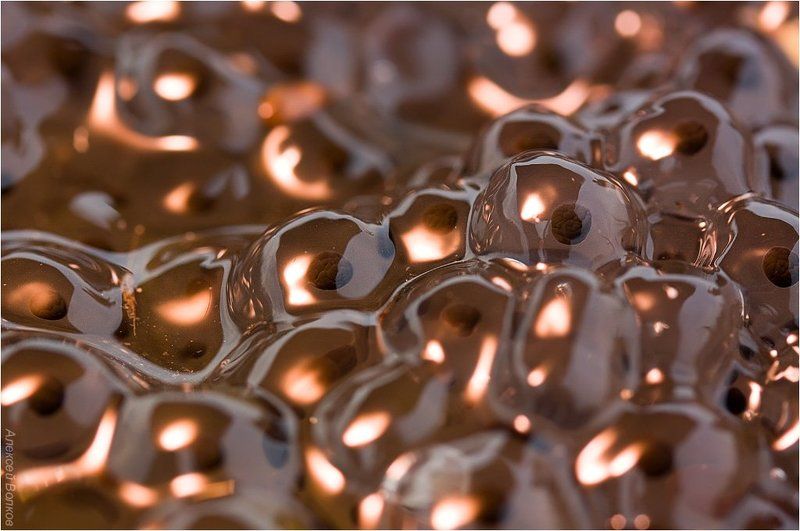 лягушка травяная, вода болото, лягушка, икра Внутренний огонь фото превью