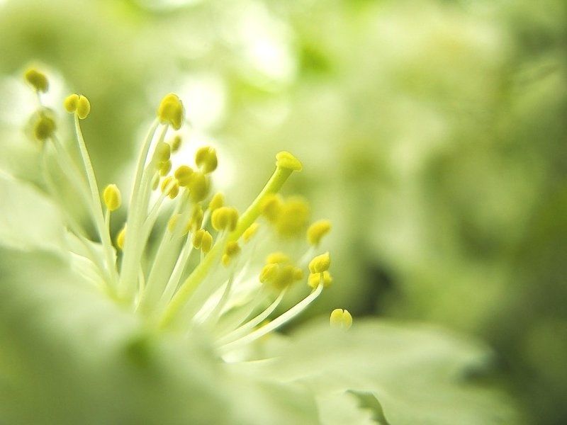 ..она пришла ...как и обещала..photo preview