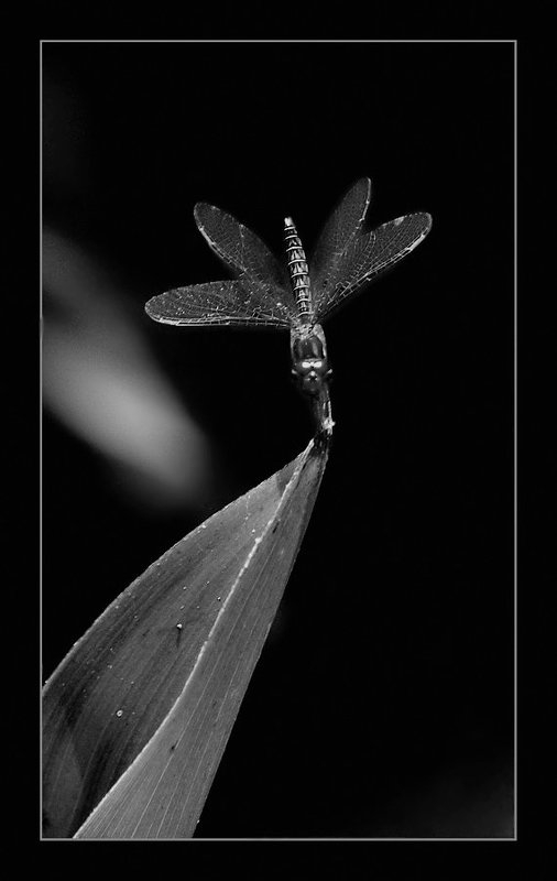 бабочки Эквилибризмphoto preview