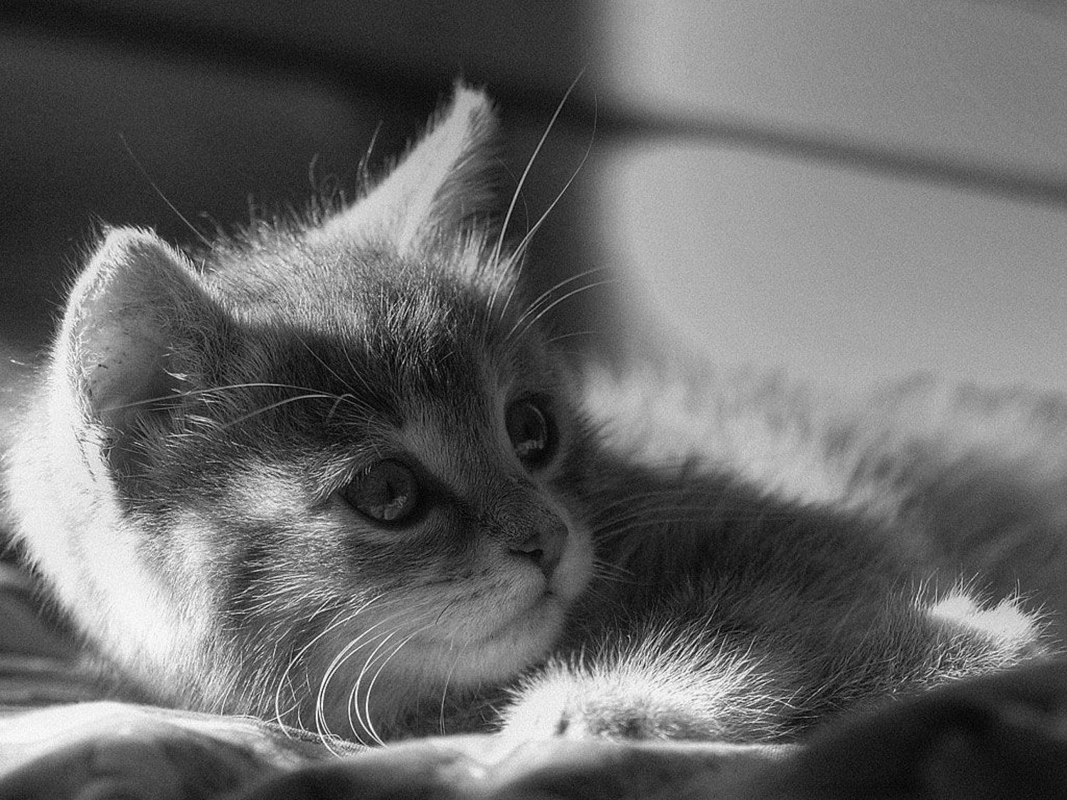 ***. Автор: Ultegra , Ultegra