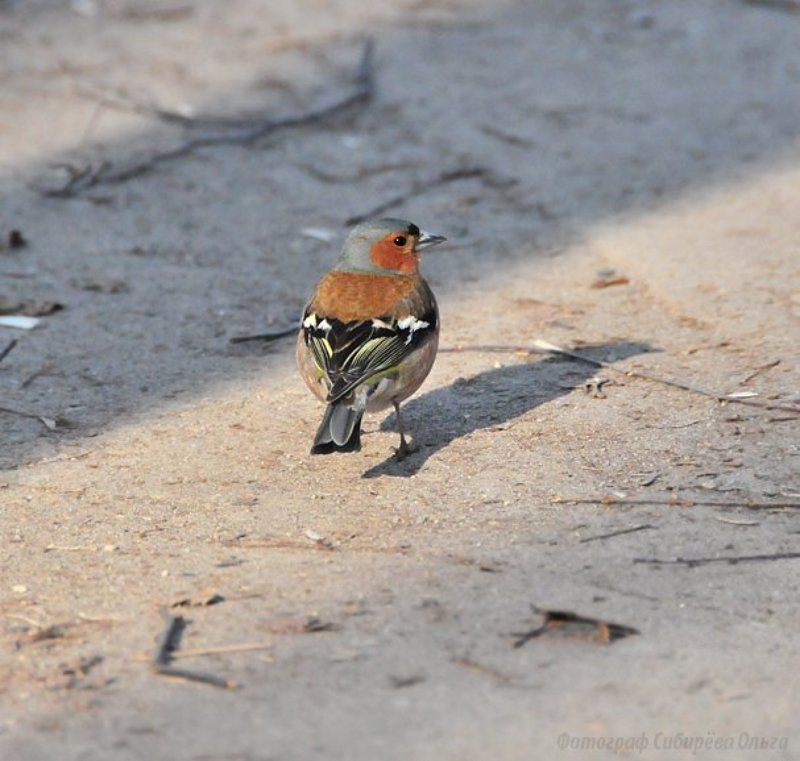 Зябликphoto preview