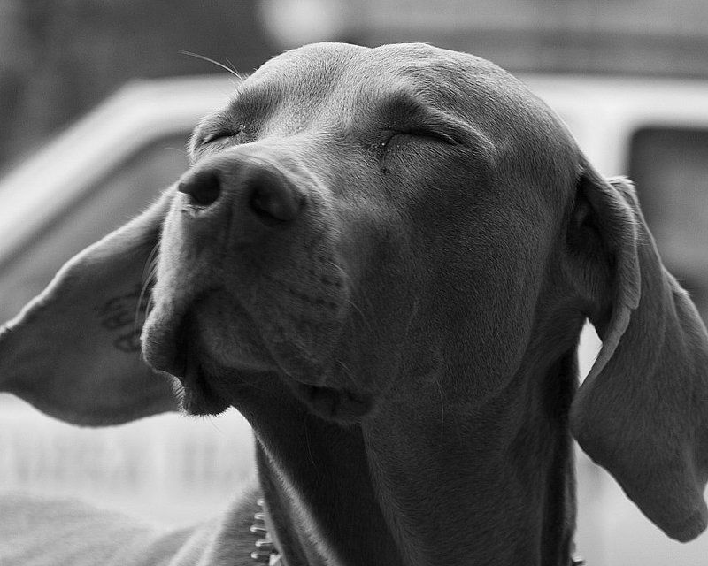 нос по ветруphoto preview