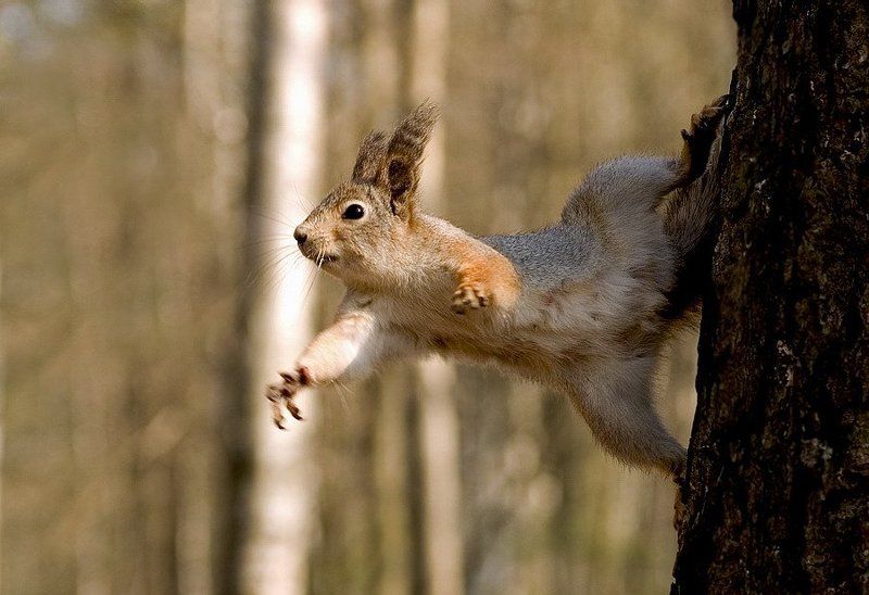 акробатикаphoto preview