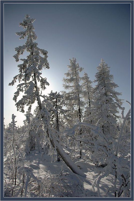 мороз, зима, север, тайга Морозный деньphoto preview